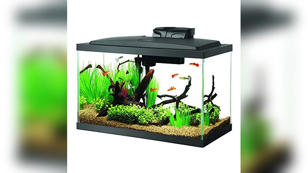 Black Friday Aquarium Deals